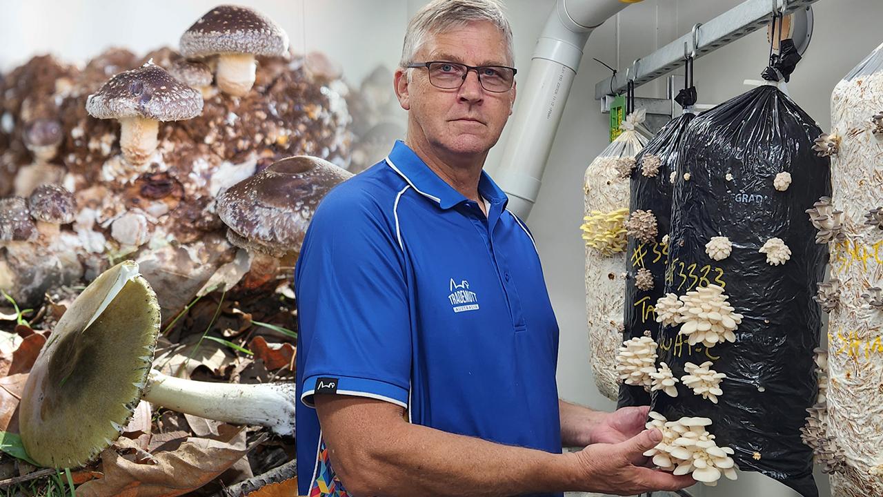 Mushroom grower target of ‘fungiphobia’ after deadly lunch