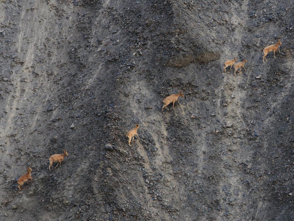 Image Name: Ibex in Khunjrab Pass Photographer Name: Ameer Hamza Khawaja Year: 2018 Image Description: Near the Pakistan, China Border, I spotted these ibex. Copyright: Ameer Hamza Khawaja, Pakistan, Winner, National Awards. Picture: Sony World Photography Awards/ Ameer Hamza Khawaja