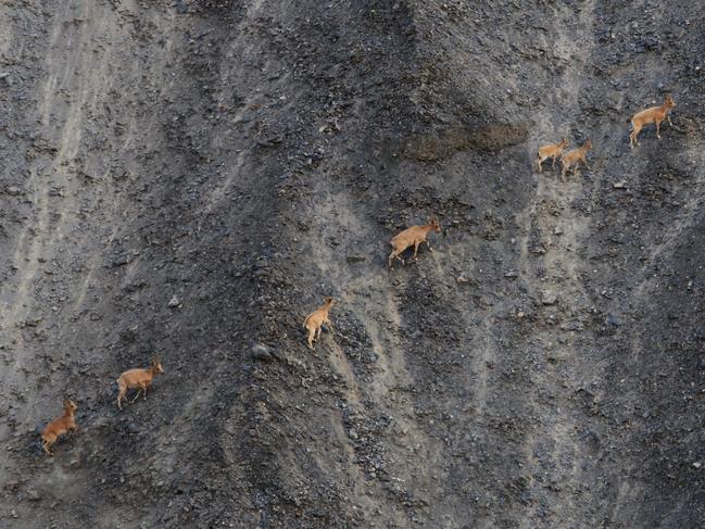 Image Name: Ibex in Khunjrab Pass Photographer Name: Ameer Hamza Khawaja Year: 2018 Image Description: Near the Pakistan, China Border, I spotted these ibex. Copyright: Ameer Hamza Khawaja, Pakistan, Winner, National Awards. Picture: Sony World Photography Awards/ Ameer Hamza Khawaja