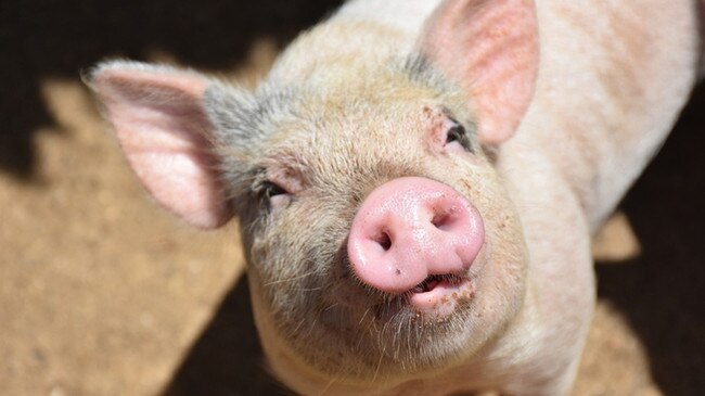 SP Northern Farming are seeking approval to expand their Lundavra piggery. Photo: iStock