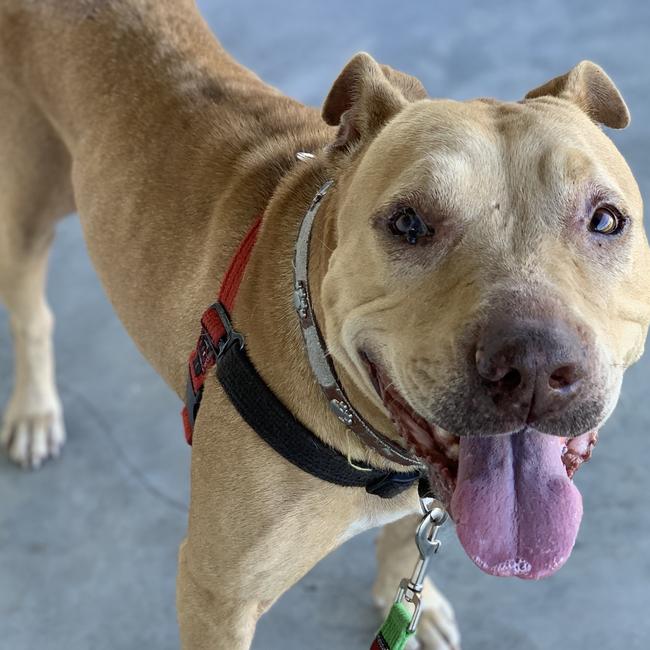 Sweet Sugar is an American Staffordshire Bull Terrier, who is eight years old.