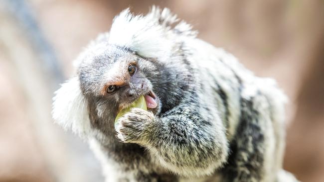 Marmosets are cheeky, funny and cute. Deane Jones says he believes Gold Coasters will fall in love with the world’s smallest monkey Picture: NIGEL HALLETT