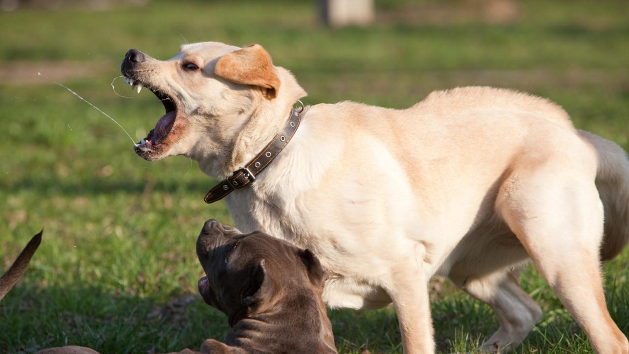 Dog bite serious hand injury Rockhampton City | The Courier Mail