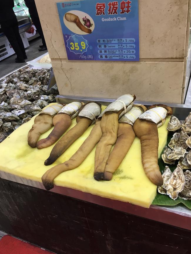 This is what a geoduck clam looks like. 