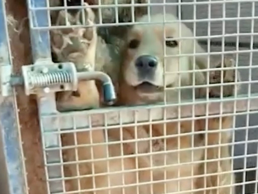 A golden retriever caged at one of the puppy farms.