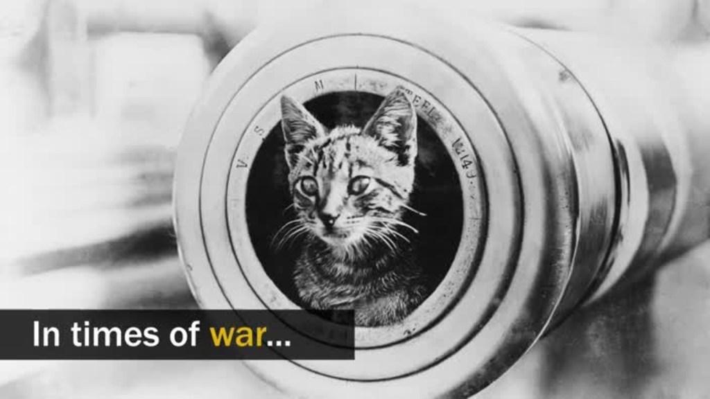 Animals in War