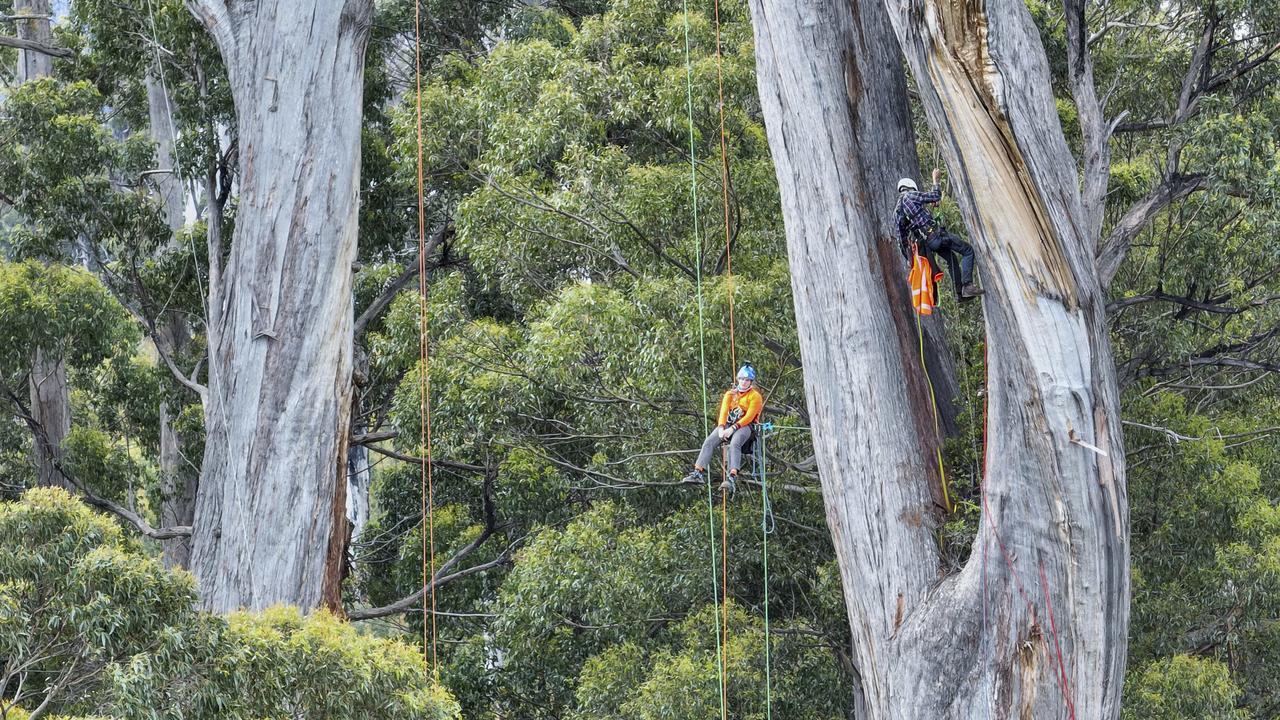The Grove of Giants - a forest in the Huon Valley currently earmarked for logging and which conservationists and scientists are urging should instead be protected.