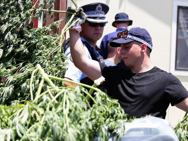 SYDNEY, AUSTRALIA - NOVEMBER 28, 2020: Police are seen removing over 200 plants of cannabis from a Yagoona home fire in Sydney, Australia. Picture: Sunday Telegraph / Gaye Gerard