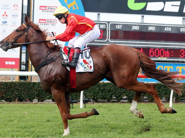 Metropolitan race meeting at the Gold Coast Turf Club.Winner of race 3, number 10, Sneaky Glance.Jockey is Jeff Lloyd. Trainer is Toby Edmonds.Photo by Richard Gosling