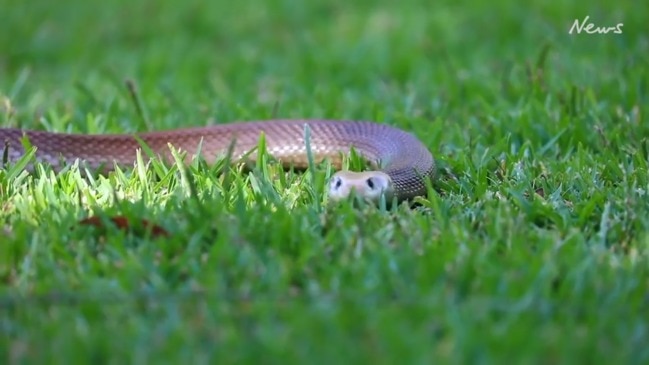 Somersby: Record breaking snake venom extraction