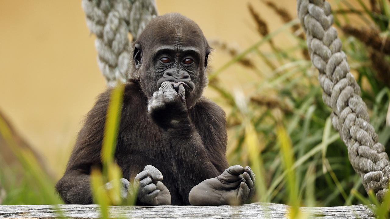 Baby gorilla who beat the odds learned from the best