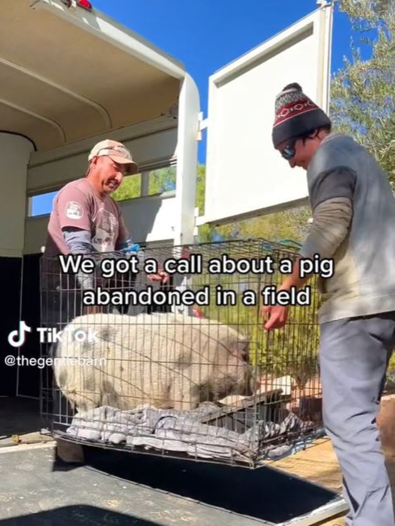 US Farm Sanctuary Rescues Logan Paul’s Allegedly Abandoned Pig, Pearl ...