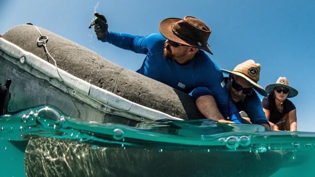 The Biopixel Oceans Foundation team tagged a number of sharks in Cid Harbour as part of its study.