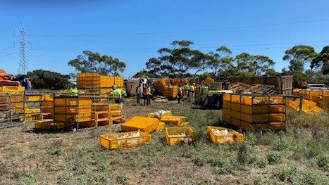 Thousands of chickens have died or been euthanised after a truck rollover near Murray Bridge on January 19, 2024. Picture: RSPCA SA