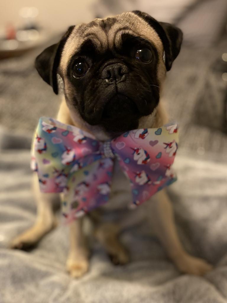 Millie Findley – Millie is a fun loving, super energetic, almost two year old pug. The happiest dog you will ever meet. She will do almost anything for a treat.