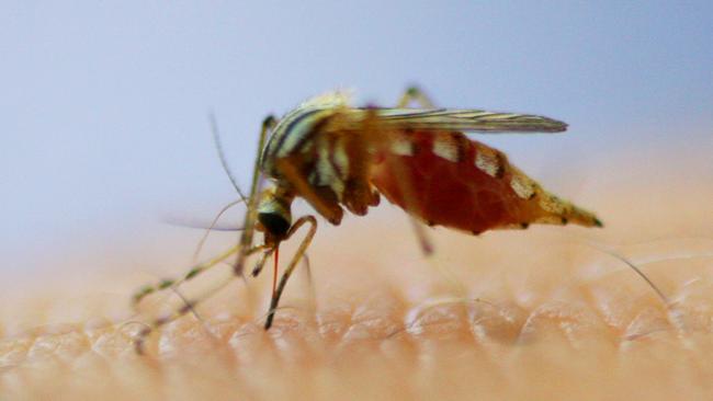 Another wetter than expected summer makes perfect breeding conditions for mosquitoes to spread Ross River fever. Picture: Chris Ison