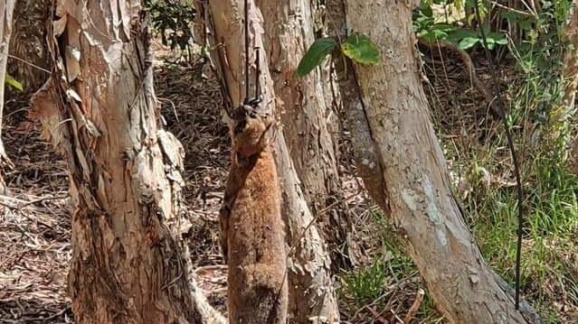 RSPCA is investigating after a photo of a dead possum strung up at Slade Point emerged. Photo: Tahnee Newman