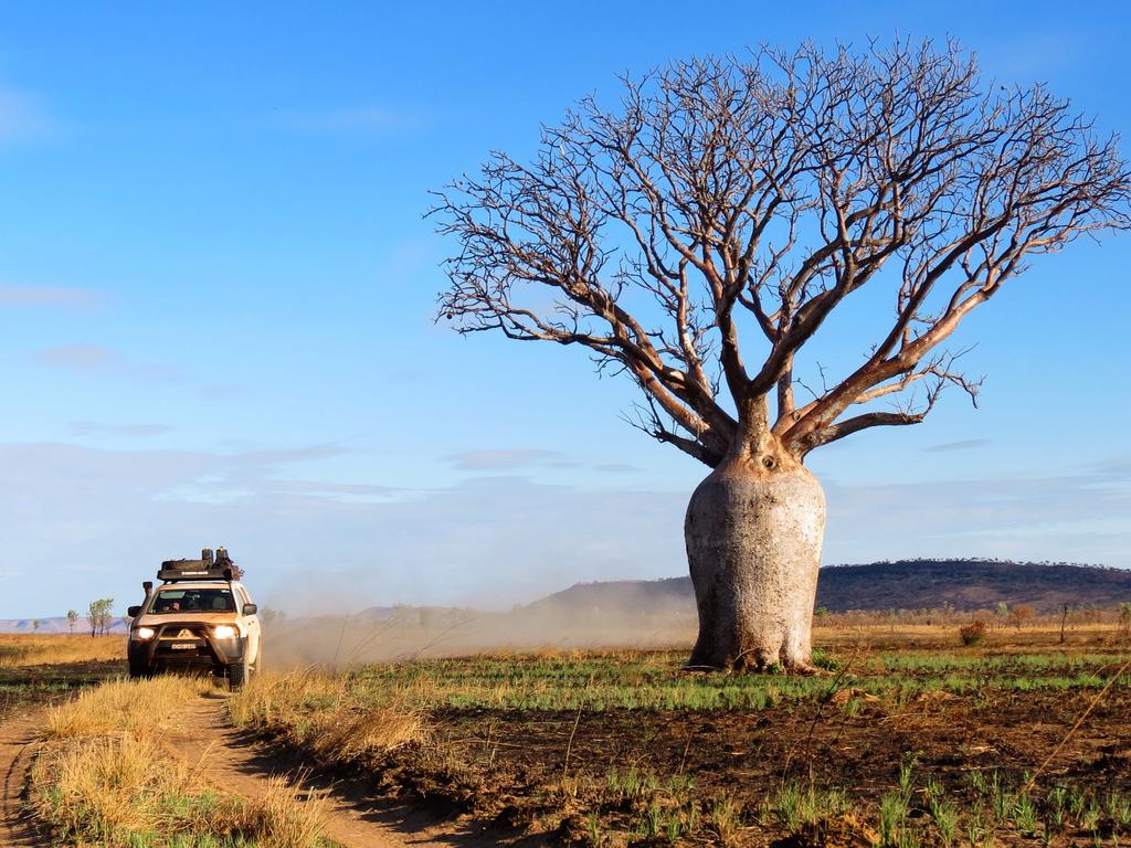 Where To See Australian Trees: Snow Gums, Boab, Wattle, Karri | The ...