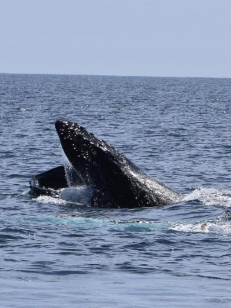 Tasmanian whale sightings increase during migration | The Mercury