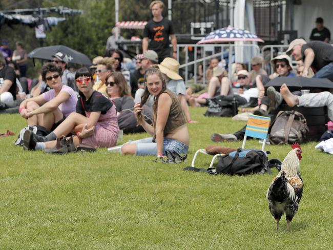 Audience members at the main stage at Mona watch as a rooster makes its way through the crowd during a performance for Mona Foma. Picture: PATRICK GEE