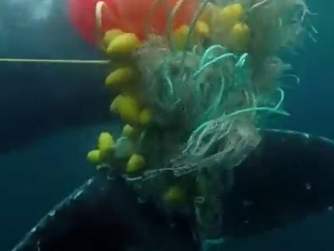 Sea World staff attempt to free a whale trapped in nets at Snapper Rocks on the Gold Coast in Queensland. Picture: Twitter