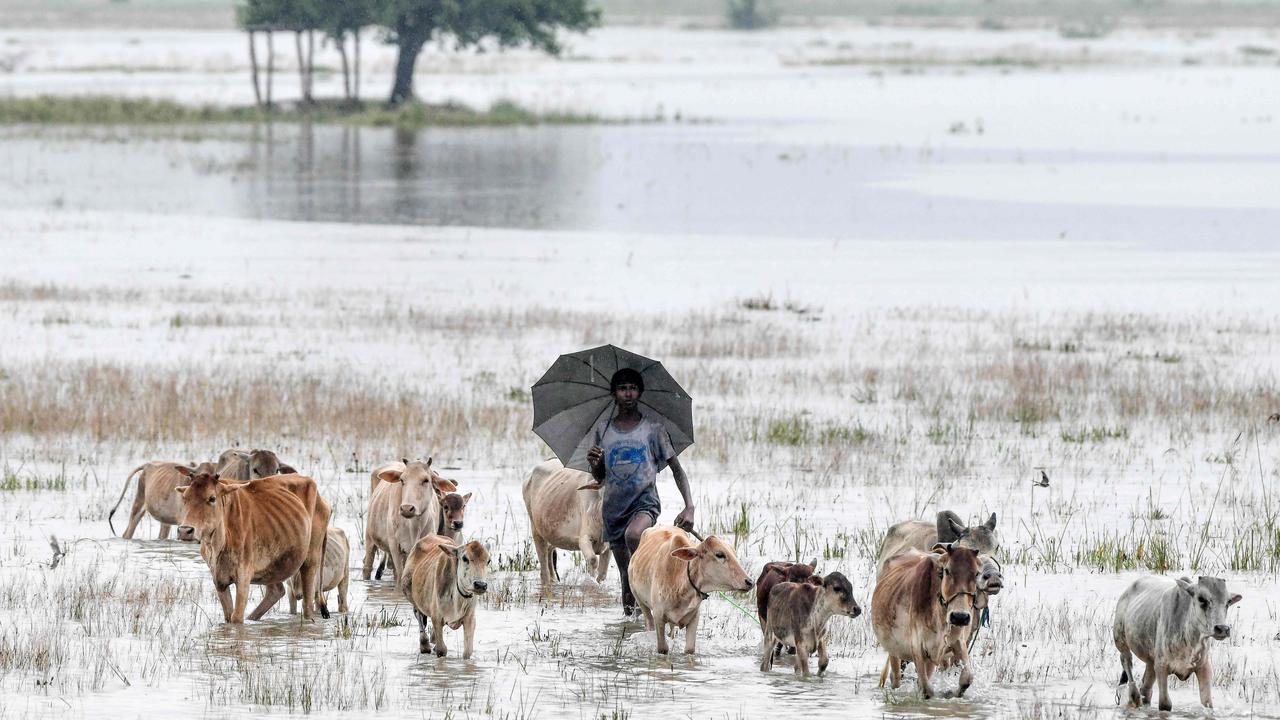 A villager walks with his cattle at Buraburi village in India's northeastern state of Assam. Picture: Biju Boro/AFP