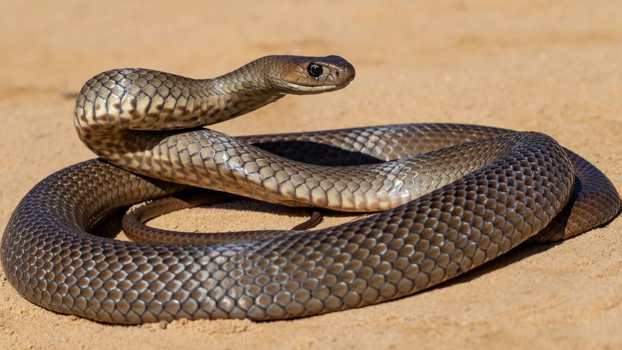 The Australian eastern brown snake is one of two snakes with venom that might be produced as a gel that clots the blood and reduces deaths caused by uncontrollable blood loss after injury. Picture: Ken Griffiths/supplied