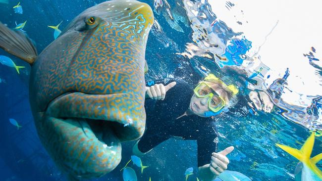 The Maori Wrasse will become one of your neighbours during your Reefsuite stay.