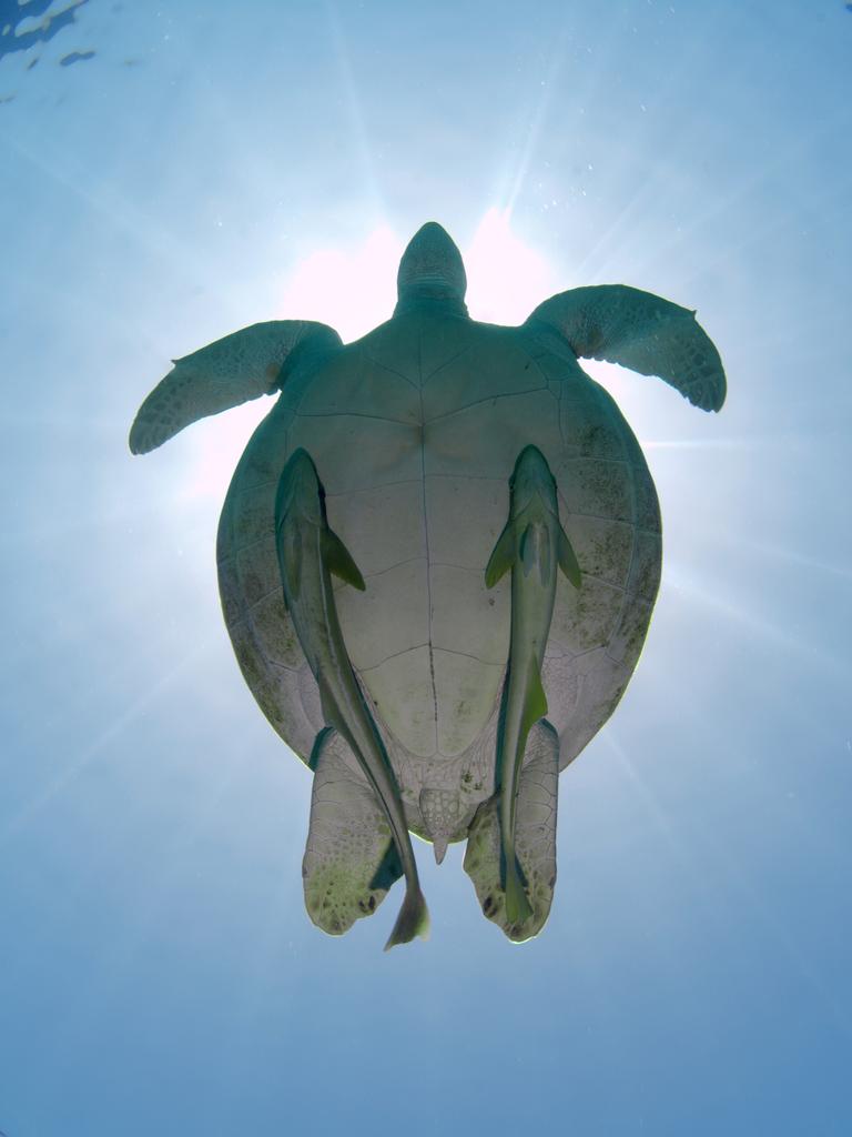 Green Sea Turtle floats up to the surface of the Red sea in Abu Dabab, Egypt. Picture: Getty