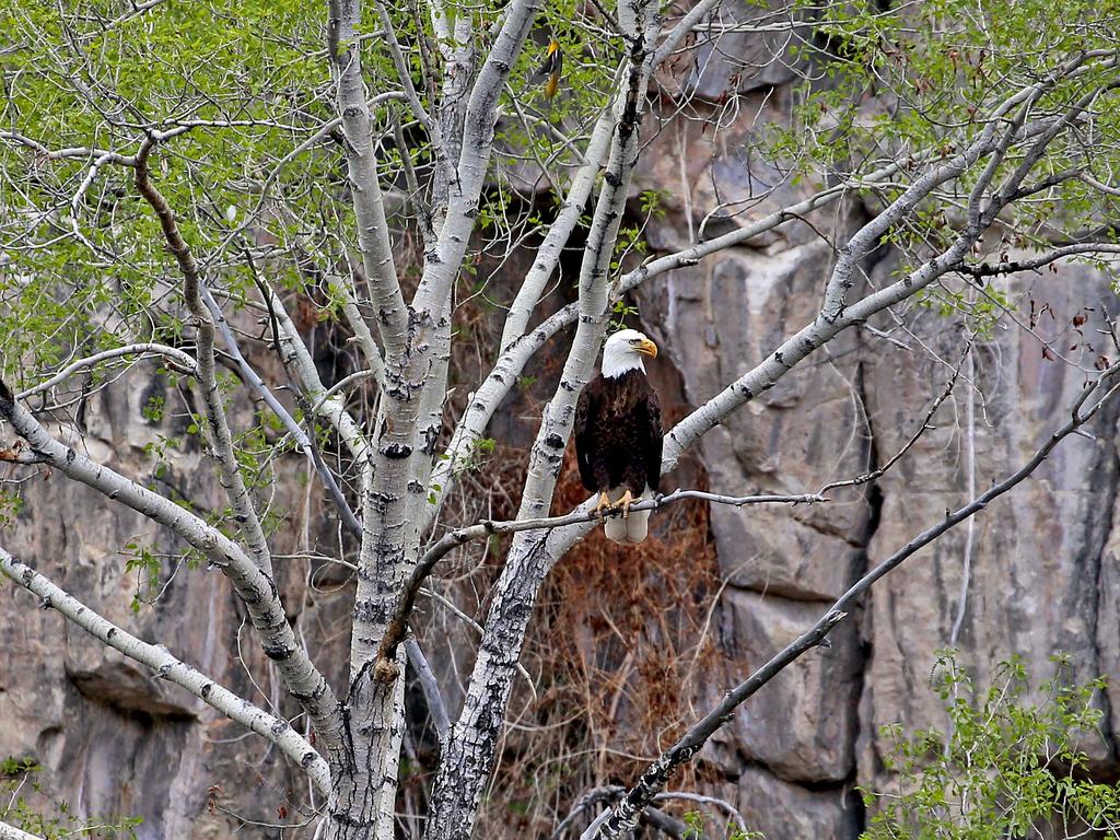 There he is!. Picture: Nicholas Eagar