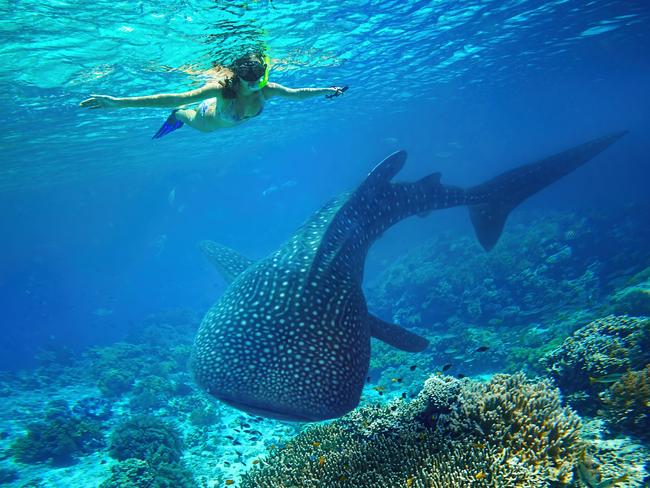 Unlocking the Secrets of Whale Shark Feeding Habits at Ningaloo Reef