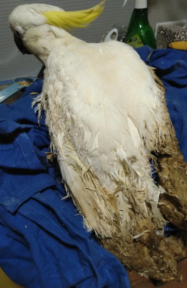 The cockatoo that was found covered in flour that had become wet and sticky. Picture: Deborah Carter