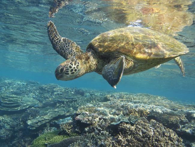 UN experts say surveillance of the Great Barrier Reef will be increased.