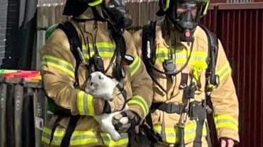 Bunny rescue saves Easter for Sydney family