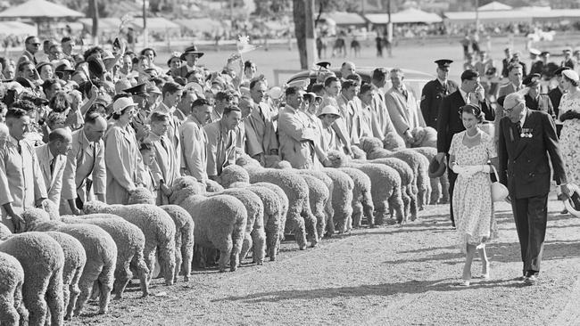 Royal Visits to Australia by Jane Connors. Prize-winning rams form a woolly guard of honour at the Wagga Wagga Agricultural Show on 13 February. (1954) Courtesy of the National Archives of Australia.