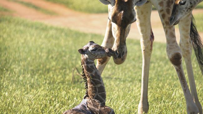 Monarto Zoo keepers were delighted to see third-time mum Korongo, who has previously given birth to two male giraffes, gave birth to an adorable calf at around 9am on Wednesday.