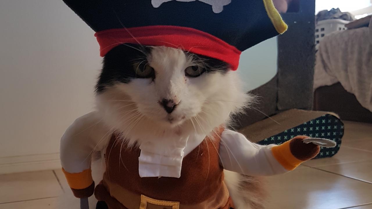 28/09/2019 - Harley cat being a pirate  Picture: Vanessa Croft