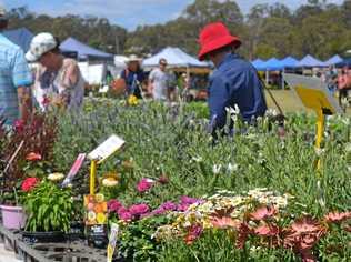 GARDEN EXPO: Artists have drawn inspiration from the Wondai Garden Expo for their entries to the exhibition. Picture: Jessica McGrath