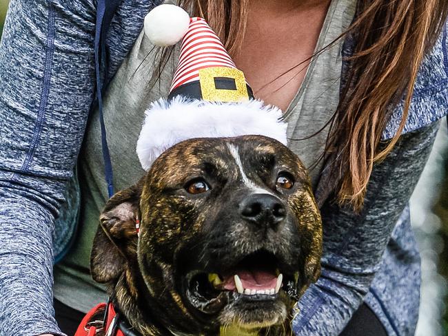 SA Dog Rescue is holding its Christmas Bash at St Helen's Park in Prospect. Lisa Porcaro with Buddy the rescue dog.4th December 2017.AAP/Roy VanDerVegt