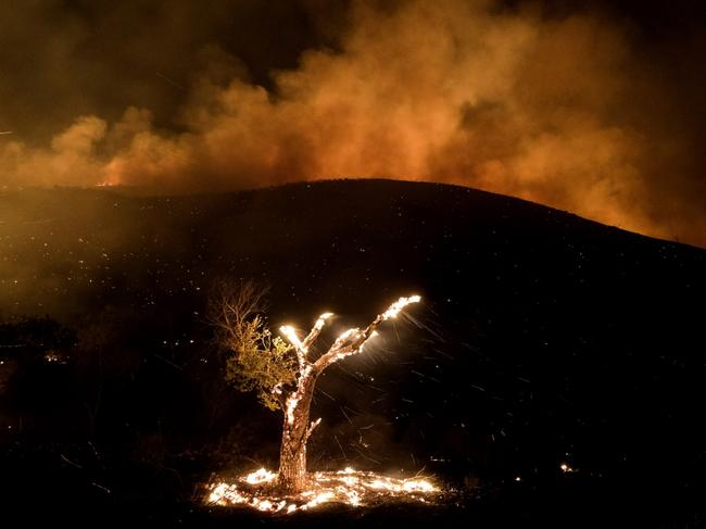 Wind whips embers from a burning tree in a wildfire in California. Due to extreme weather conditions, it grew to a deadly and destructive conflagration in the chaparral-filled foothills within just several hours of igniting. Picture: Ringo Chiu