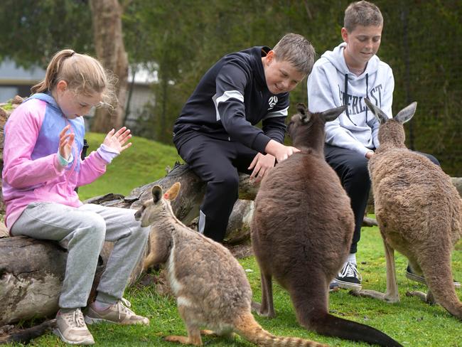 Adelaide Gurr, 10, who has just become well enough after years of treatment for leukaemia, to visit  her namesake city. She arrived in Adelaide, after a short cruise from Sydney, with her dad Dave, and brothers, Oakley,13, and Hudson,12, and grandmother Denise. On a visit to the zoo, they were able to feed Ã¢â¬ÅKimyaÃ¢â¬Â, one of the zooÃ¢â¬â¢s two giraffes, and several wallabies and kangaroos. 1 November 2022. Picture Dean Martin