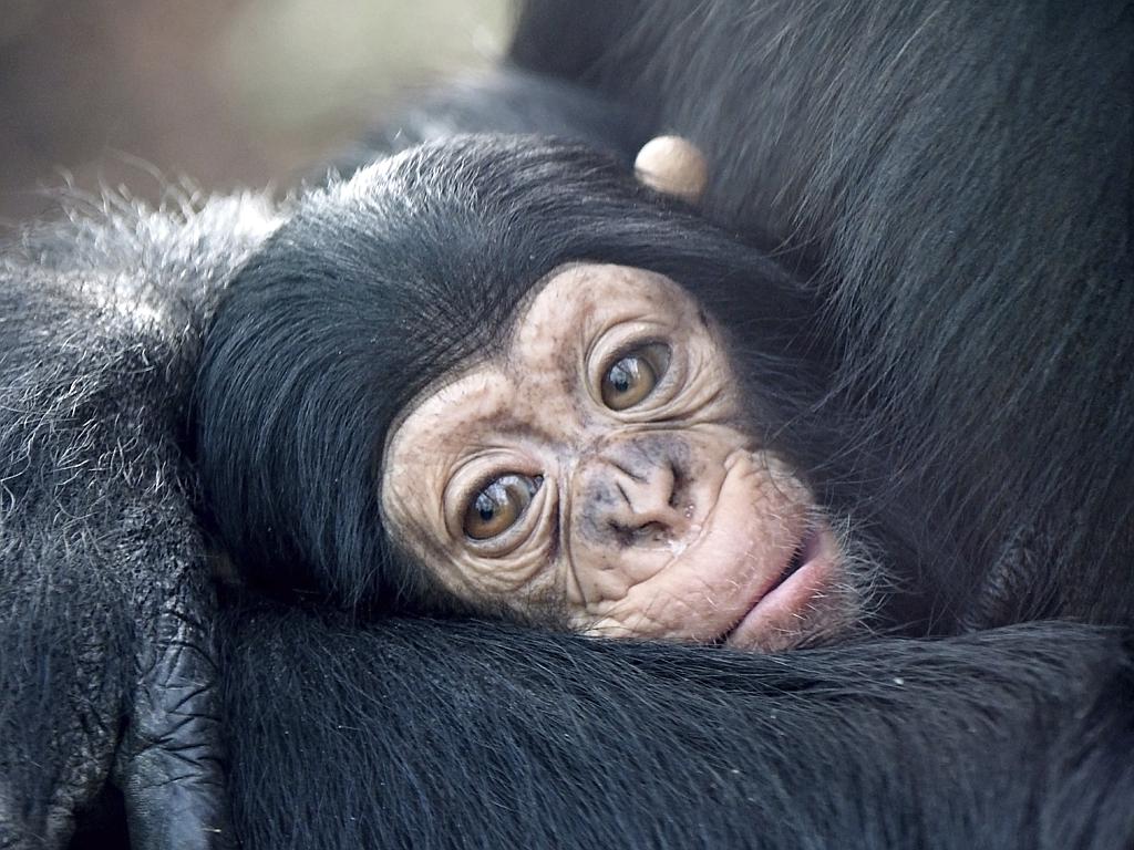 A mother chimpanzee cuddles her innocent looking baby in a show of maternal affection. Picture: istock