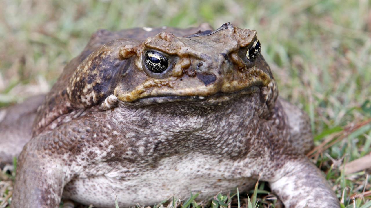 Can I use Dettol? How do I get them out of my yard? Cane toads explained