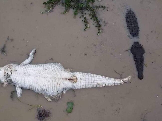 Drone footage of croc eat croc