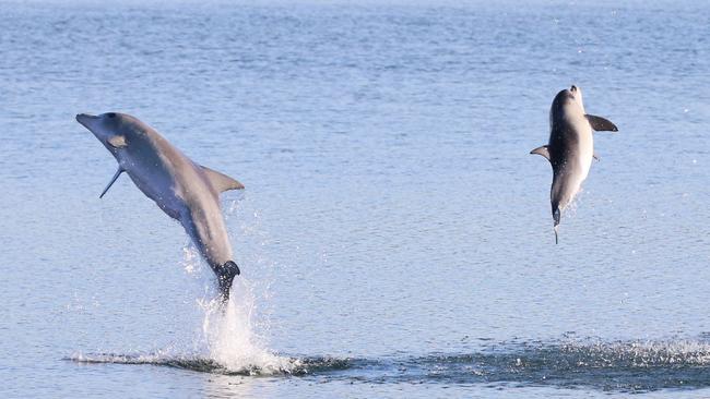 Port River dolphin Hunter and a podmate in happier, healthier times. Credit: Jenni Wyrsta,