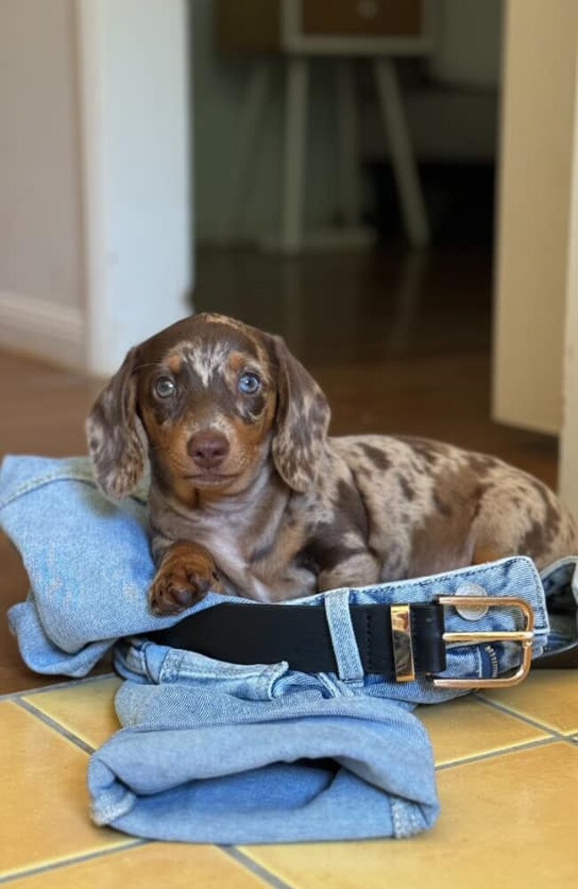 Posie: Tiffany Edwards' 9 week old Dachshund