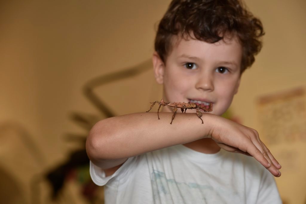 Bugs Alive At Cobb And Co Museum 