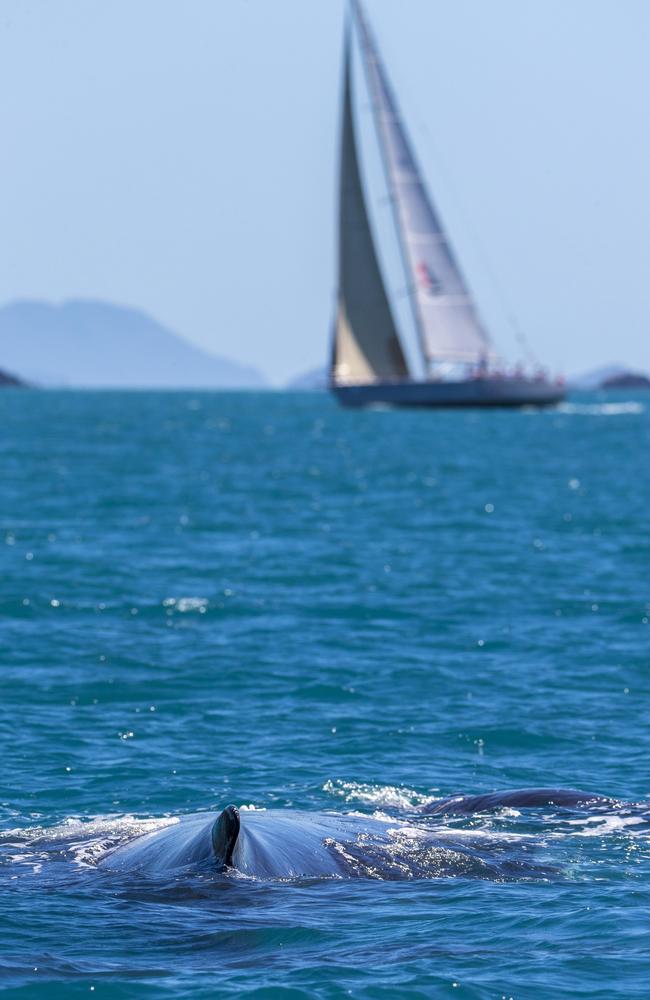 A whale’s view of racing at Airlie Beach Race Week. Picture: Andrea Francolini