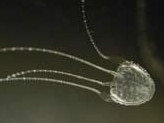 STINGER: Irukandji jellyfish