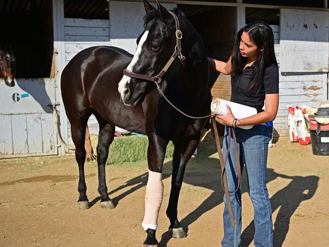 A woman holds a leg wrap next to her horse whose leg is bandaged after being evacuated from the Eaton Fire to the Los Angeles Equestrian Centre in Burbank, California. Picture: Agustin Paullier/AFP